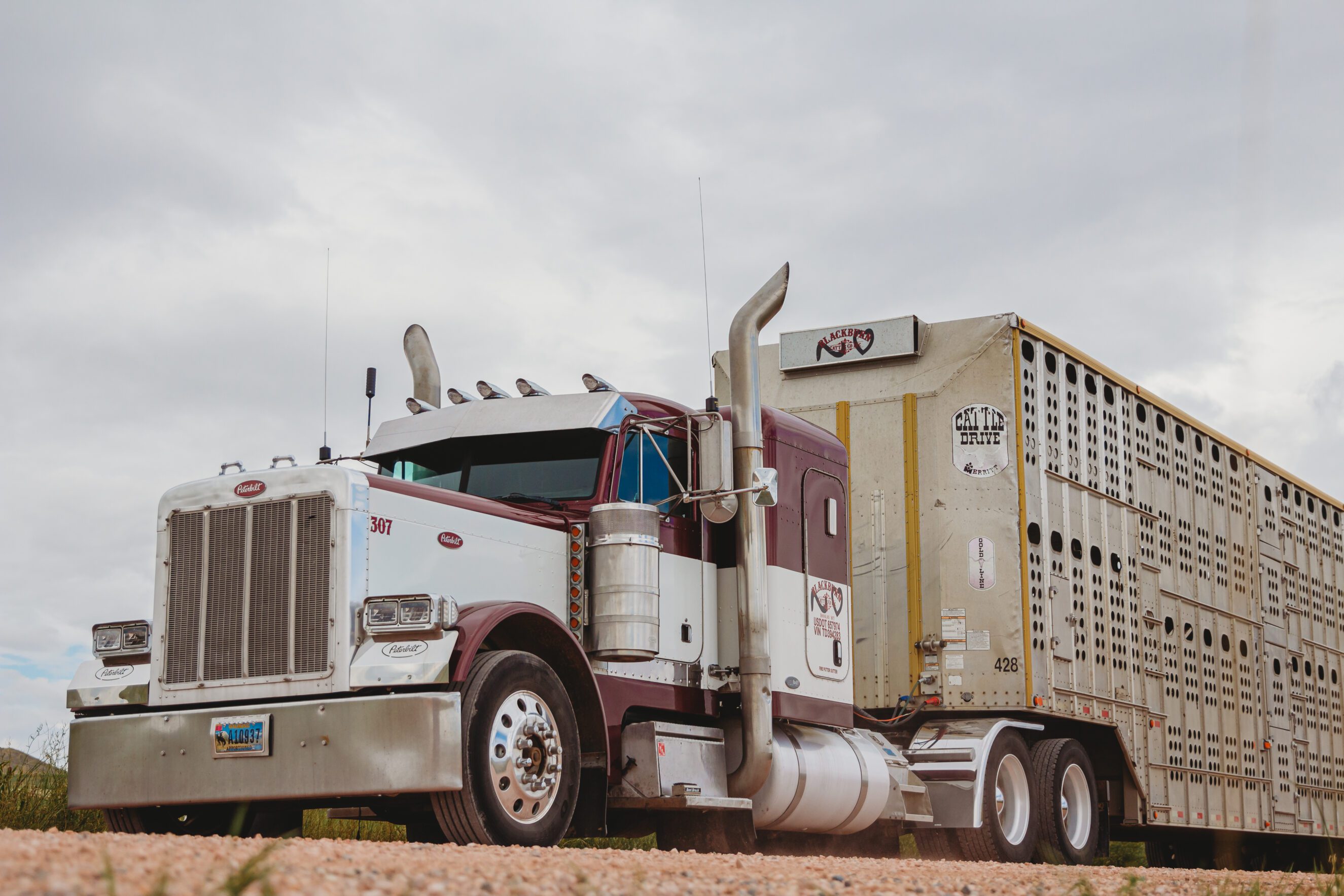 Truck hauling livestock trailer
