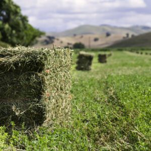 Square bale of grass hay