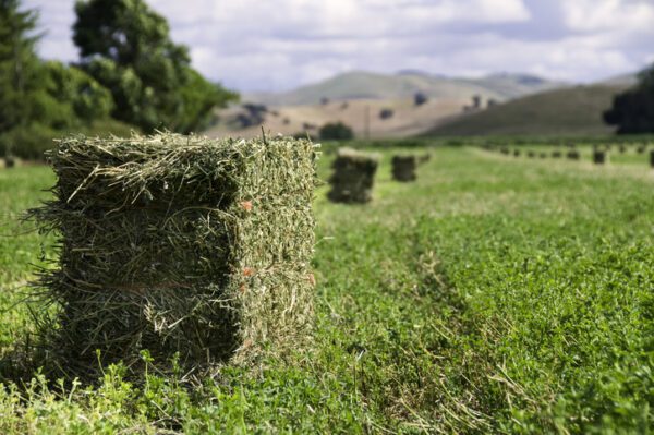 Square bale of grass hay