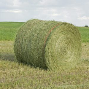 Large Round Hay Bale Made From Alfalfa
