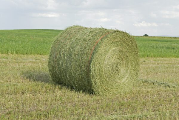 Large Round Hay Bale Made From Alfalfa