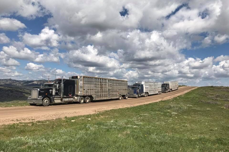 Three trucks traveling on dirt road